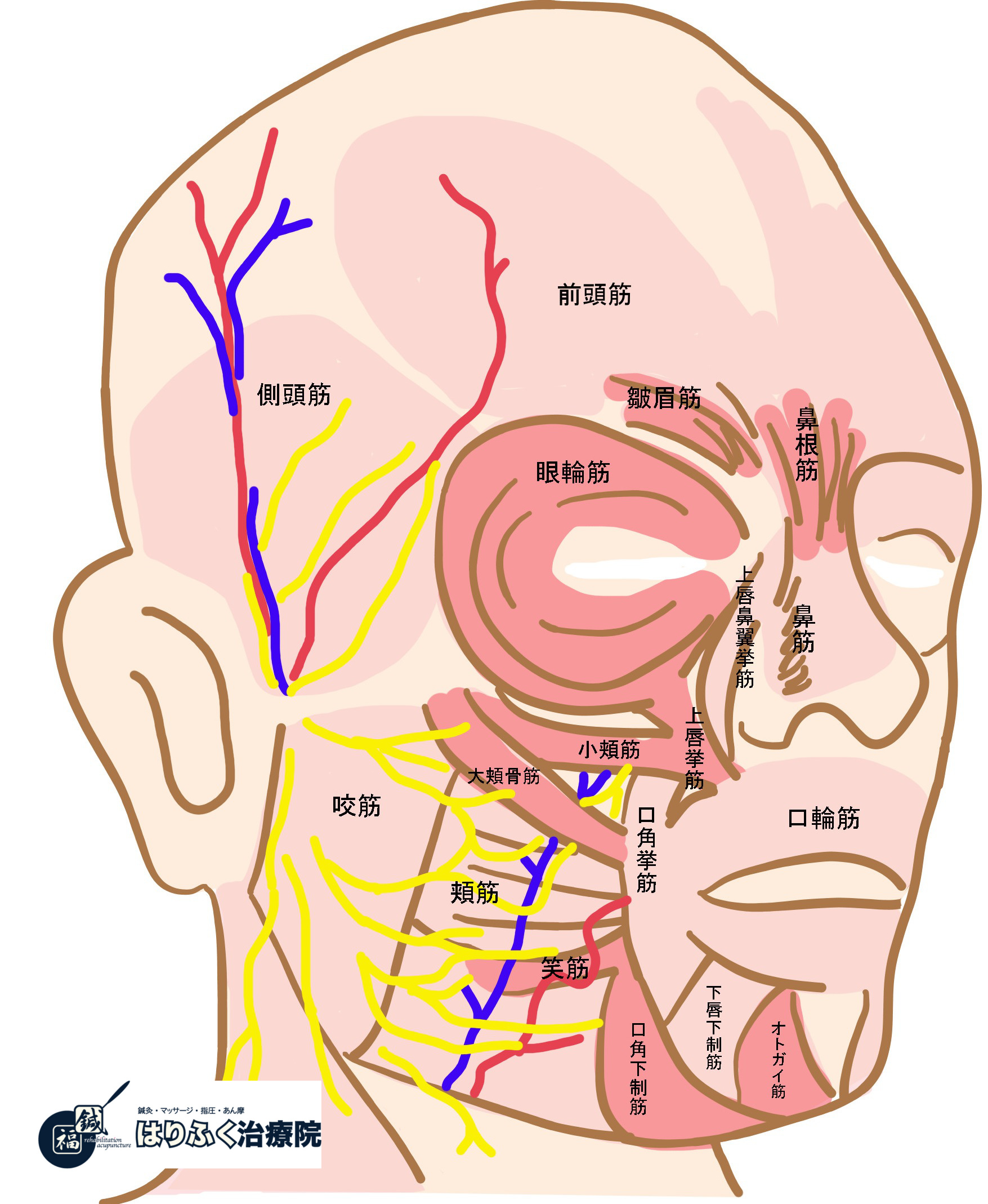 表情を作る際に使われる筋肉 - 茅場町の鍼灸なら慢性痛から神経系の症状改善が得意なはりふく治療院